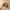 Hamster in coconut shell hideout with wooden ladder in wooden pet enclosure