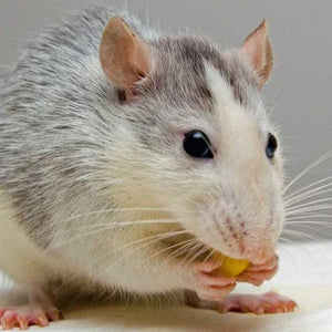 Cute pet rat with white and grey fur eating food, exotic pet photography