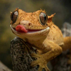 Crested gecko with orange-brown skin licking its eye, perched on a branch in terrarium