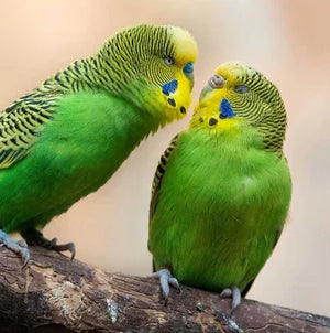 Two green budgerigars perched on a branch, exotic pet birds with vibrant plumage