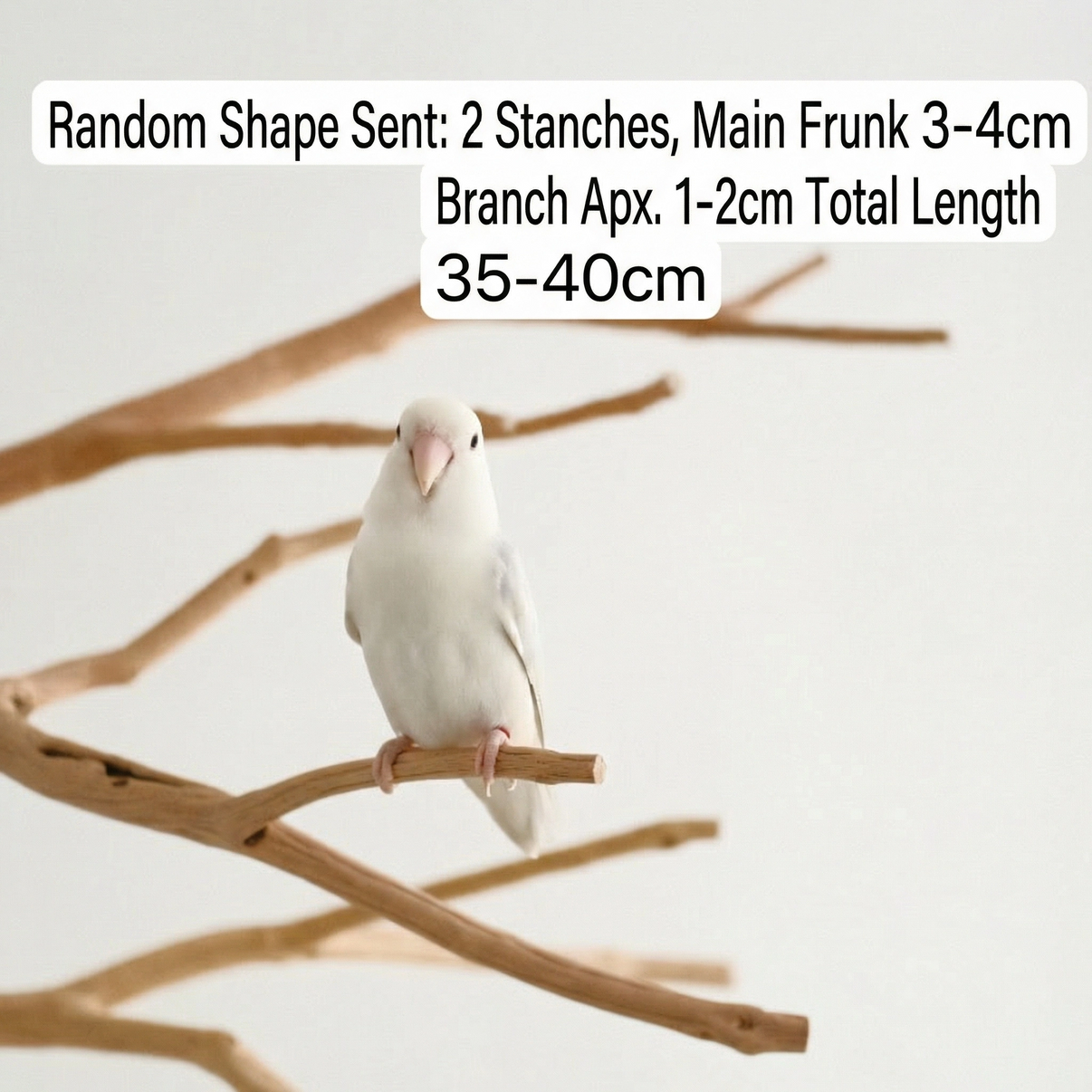 White pet bird perched on a natural wooden bird perch stand, minimalist background.